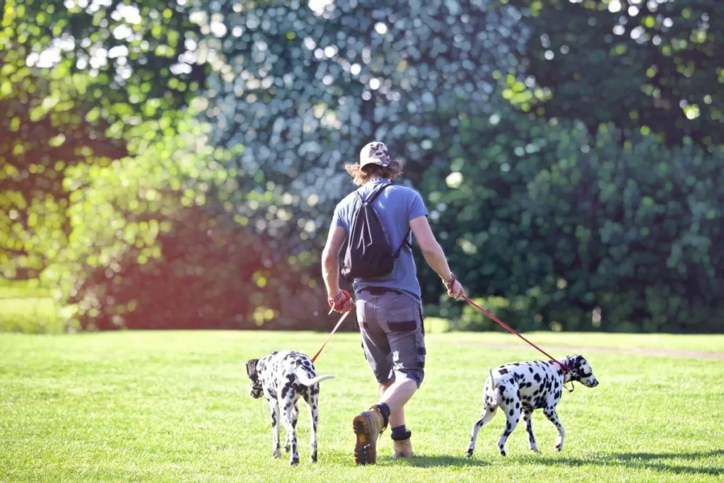 nordic walking z psem